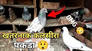 Watch This Small Racing Pigeon Fly in High Speed