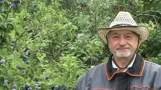 слива Иркутянка