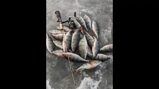 Lämmijärv / Ahvenapüük / Winter fishing in Estonia