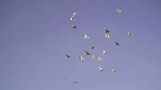 05 07 22г Уды молодая набирает игру