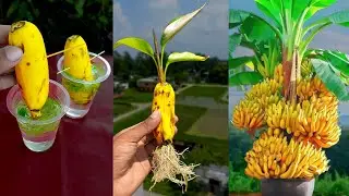 How to propagate a banana tree from a banana simple step-by-step guide!