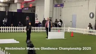 Westminster Kennel Club dog show Masters Obedience Championship 2025