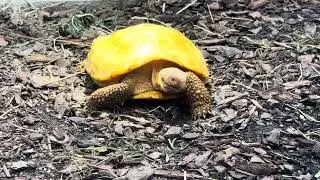 2yrs old Albinos Giant Tortoise at the Tropiquarium of Servion, Switzerland