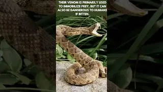 Legends of the Rattlesnake|| Myths and Realities || @discoverwithsabi #rattlesnake  #snake #shorts