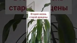 Как обновить старую драцену? #черенкование #уходзарастениями   #драцена #домашниецветы