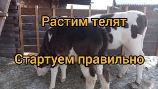 Старт для телят. Делаем выводы