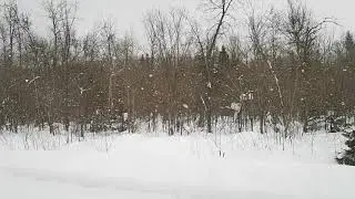 Сарва: SlowMo Снег 2