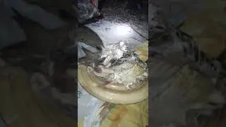 Уха ужин Сибирь Лангепас 2020
