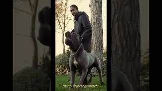 #shortsvideo #dogs #canecorso #rottweiler #doberman #dogoargentino