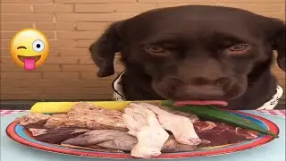 拉布拉多犬, 干饭不积极 脑壳有问题, 狗吃生食 Cute Labrador ASMR Food