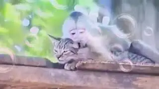 Чмоки-чмоки