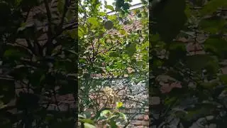 world environment 🍀🌎day #shortsfeed #shorts #environmentday #naturelovers #butterfly #viral #5june