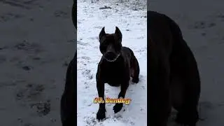 "Scariest Dog Breeds You Don't Want to Mess With" #shorts #dog #doglover