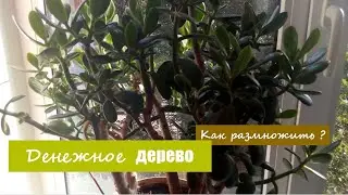 Мои растишки/домашние/Денежное дерево. Как размножить? Размножение денежного дерева