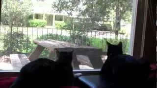 The Cats Can Not Be Distracted By Us Humans