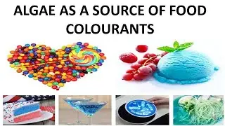 ALGAE AS A SOURCE OF FOOD COLOURANTS