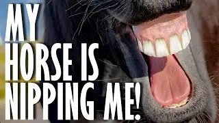 How to Stop a Horse From Biting: 