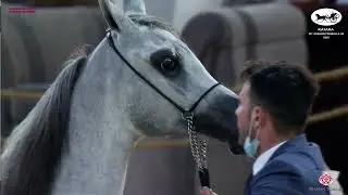 N 22 ALJAWHARA AL SHARAAN   Katara Int  Arabian Peninsula Horse Show 2022   Yearling Fillies Class 1