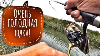 Осень - хищная пора.Щука проснулась! И она ест!