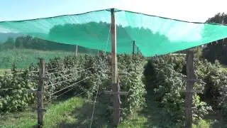 Uzgoj malina Donji Rainci - Salkan Gojčić