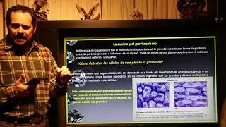 Efectos fisiológicos de las Auxinas II
