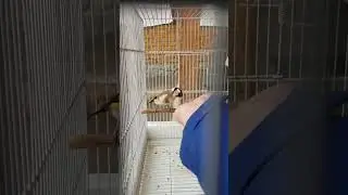 Белобородый ручной щегол #щегол #птицы #bird #birds #Ташкент #ставрополь #природа #goldfinch #nature