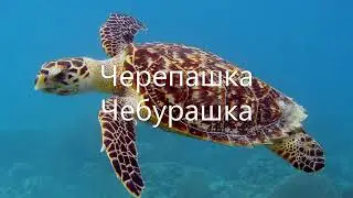 Черепашка Чебурашка