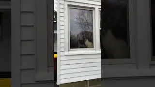 Black cat HIDES in plain sight!