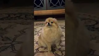 Вам интересно как я ее научил так ?