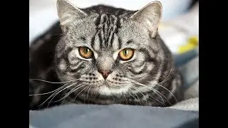 10 MOST INTELLIGENT ANIMALS ON EARTH