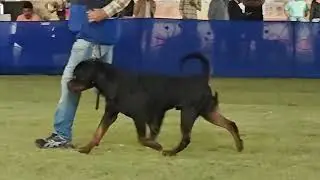 XANTOS OF GEHLAUT as a young dog 😍 || #rottweiler #dog #pets #bestrottweiler ||