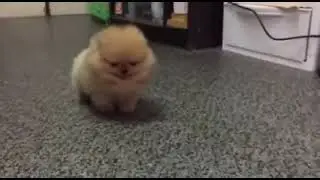 Furry Barking Potato