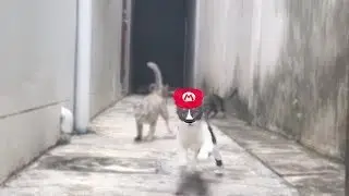 cat mario 64