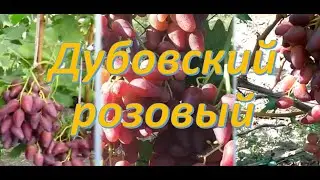 Дубовский розовый виноград