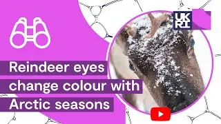 How animals adapt to their environment | #Reindeer eyes change colour with #Arctic seasons