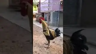 Как кричат петухи 🐓 ночью в городе #питбайк #мотоцикл #ночныегонки