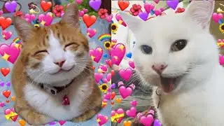 12 Signs Your Cat REALLY Loves You