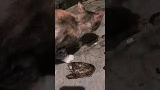 Tutorial kucing makan😁