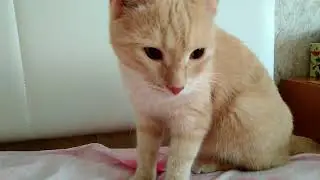 Кот решил поиграть в прятки)