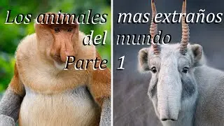 Los animales mas extraños del mundo. Parte 1
