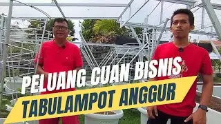 Peluang Cuan, Usaha Komersial Pohon Anggur Berbuah Di Pot Plastik