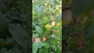 Яблоня-третий год🍎🍏