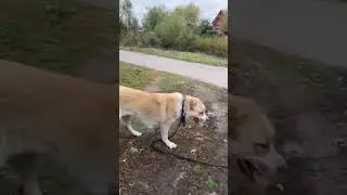ГЕРА (отец Лео мать Каджи) Собака Горы Казбек