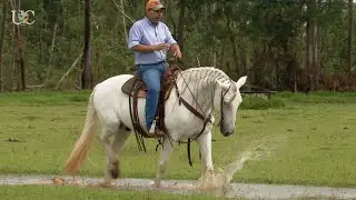 Torne tudo natural para seu cavalo