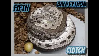 VPI Axanthic Coral Glow Black Pastel Het Clown x VPI Axanthic Clown Ball Python Clutch!