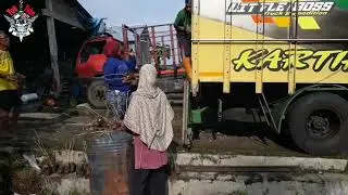 Bongkar bibit durian kualitas super