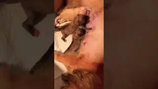 Puppy Pomeranian - chiu chiu