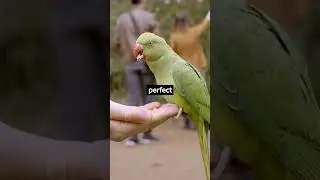 Parrot facts you didn't know #parrot #parrots #animals #animalfacts