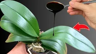 Just water it on top — your orchids will bloom all year round!