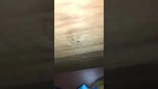 Паук